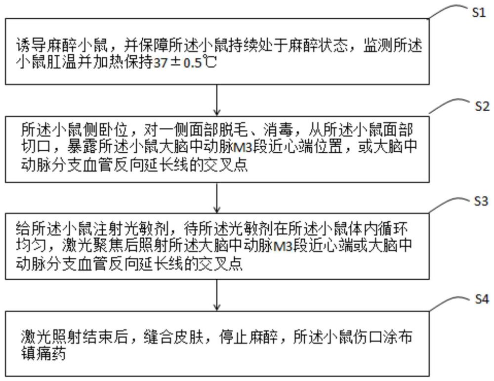 一種光化學誘導小鼠腦缺血模型的構建方法
