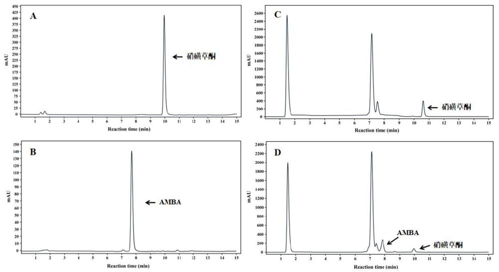一種硝磺草酮硝基還原酶基因Xhctnr、其編碼的蛋白及用途