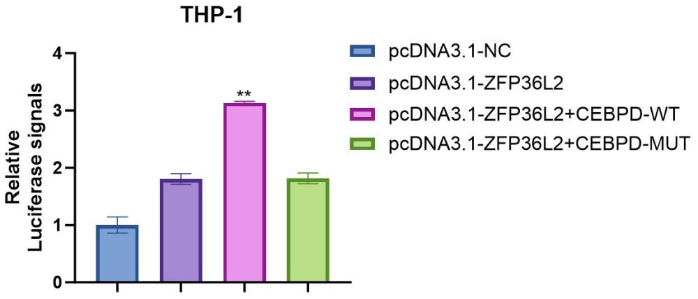 CEBPD和FOS作為ZFP36L2轉錄調控因子在放射性損傷治療藥物靶點開發中的應用的制作方法