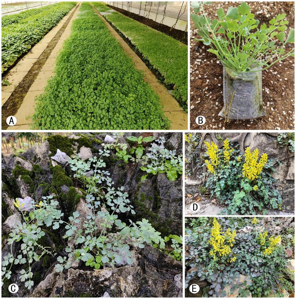 一種在巖溶石縫仿野生種植巖黃連的方法