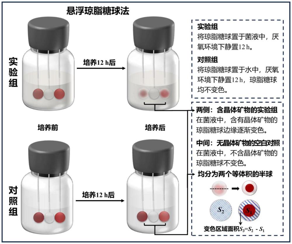 一種細菌向晶體礦物趨能運動的檢測方法