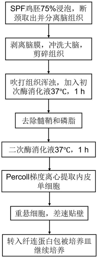 一種雞原代腦微血管內皮細胞提取純化方法