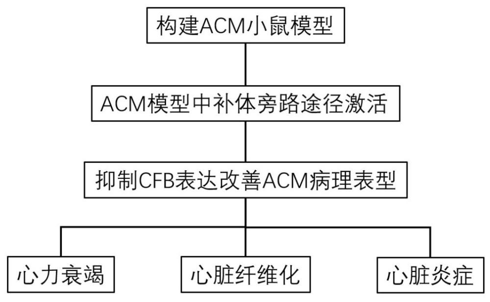 CFB抑制劑在制備預防和/或治療致心律失常性心肌病藥物中的用途