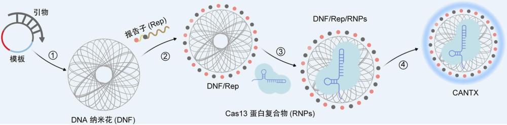 crRNA-spacer復合體、CRISPR-Cas13系統、CANTX傳感器及其應用