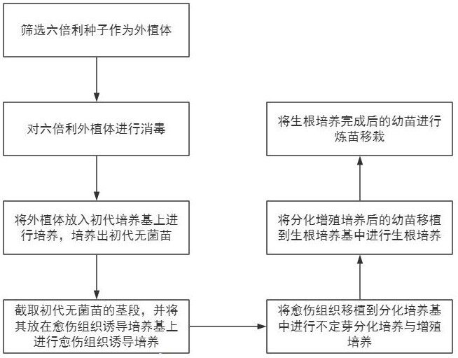 一種六倍利組織培育快速繁殖方法