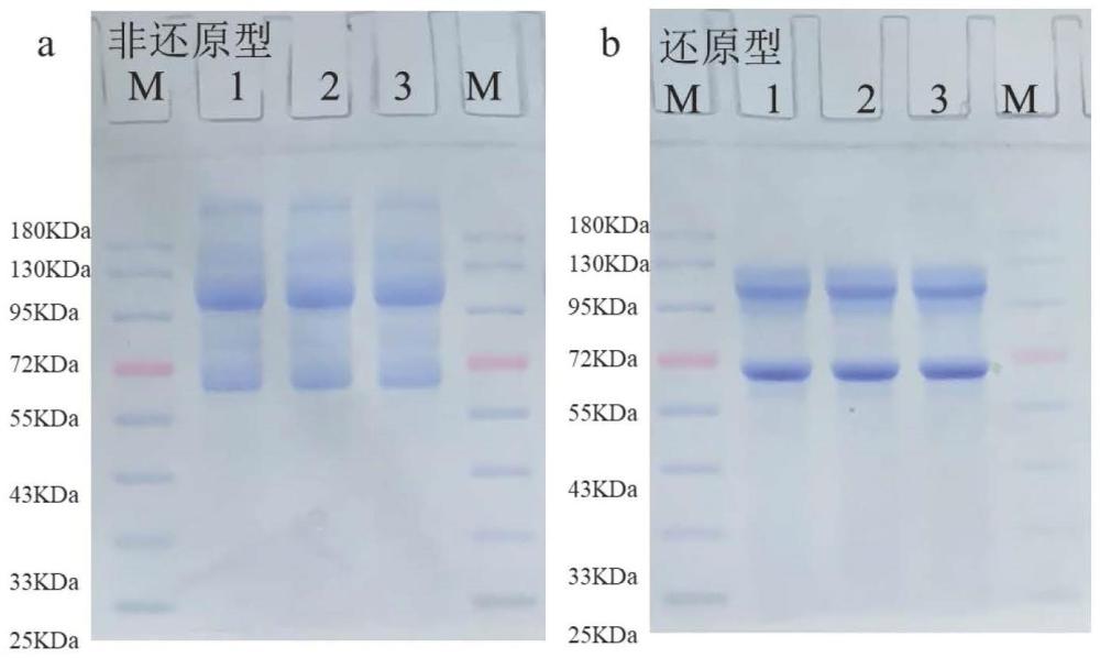 鹵蟲卵黃蛋白的提取方法及對斑馬魚傷口修復活性的應用