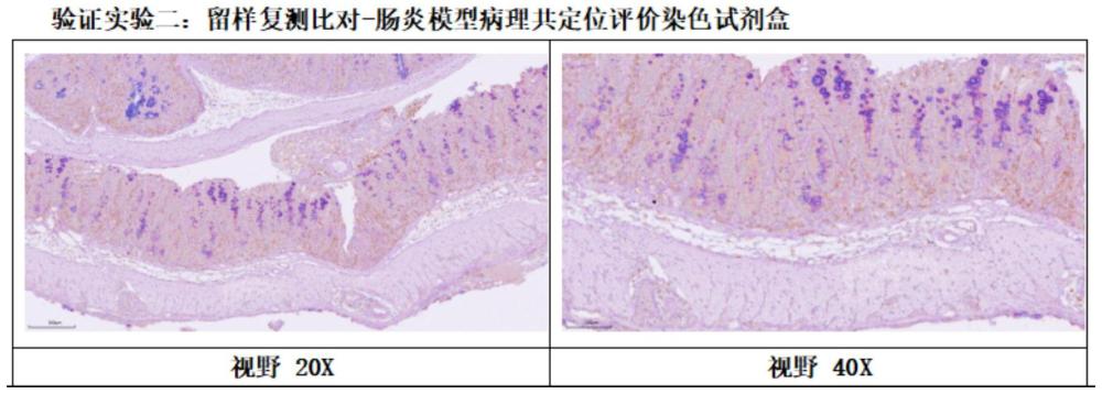 一種用于腸炎模型病理共定位評(píng)價(jià)的染色試劑盒及染色方法與流程