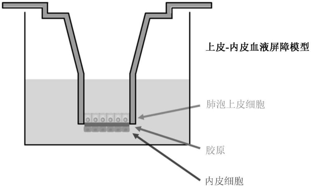 體外共培養肺泡-毛細血管模型系統的制作方法