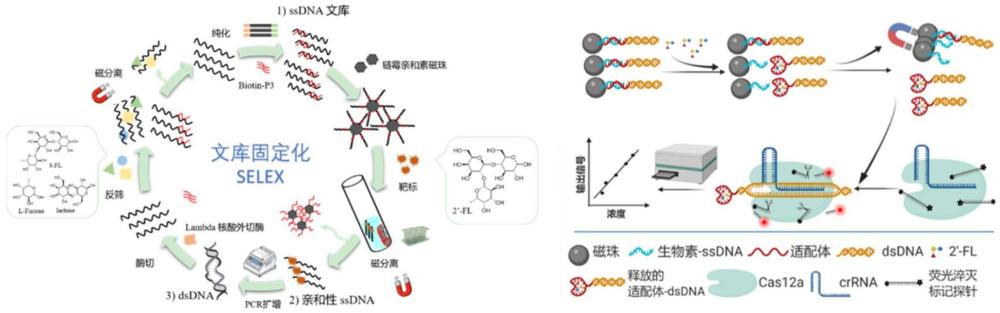 特異性識(shí)別2′-巖藻糖基乳糖的ssDNA適配體及其構(gòu)建方法與應(yīng)用