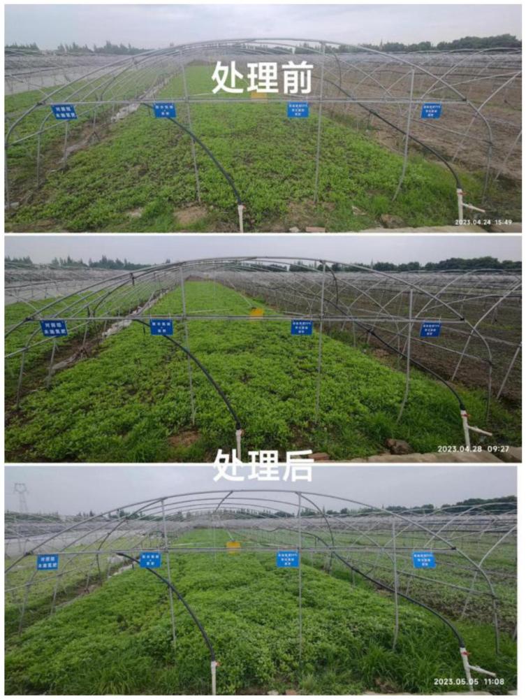 一種活性藍細菌旱地肥料及其制備方法與應用