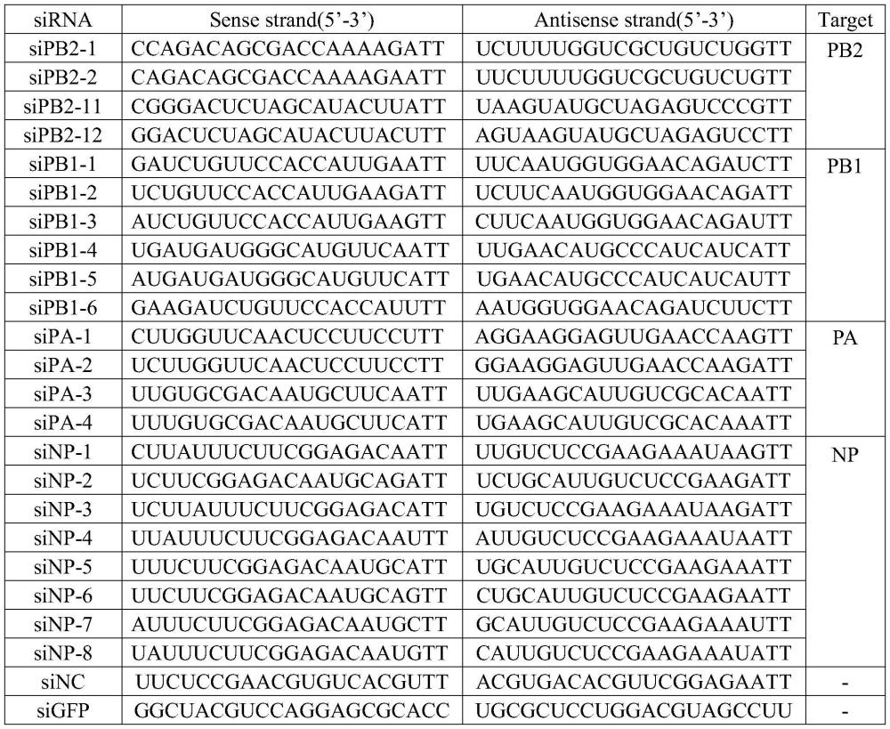 一種廣譜抗甲型流感病毒siRNA分子及其衍生物及其應用