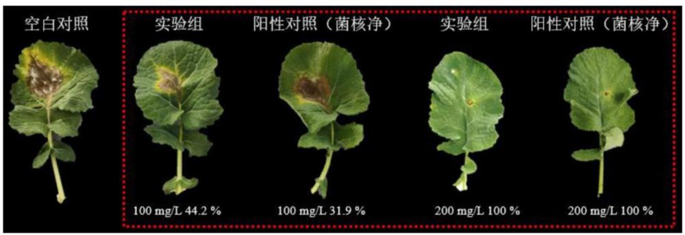 去甲斑蝥素類衍生物及其制備方法和應用