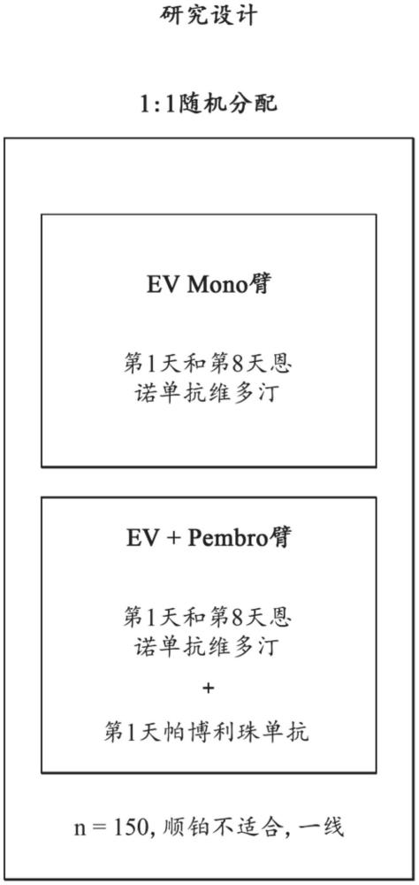 用結(jié)合191P4D12蛋白的抗體藥物偶聯(lián)物(ADC)與帕博利珠單抗組合治療患有局部晚期或轉(zhuǎn)移性尿道上皮癌的患者的方法與流程