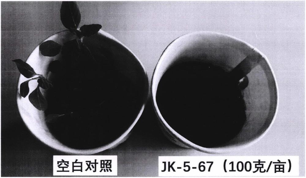 一種五元雜環并嘧啶二酮類化合物在制備除草劑方面的用途