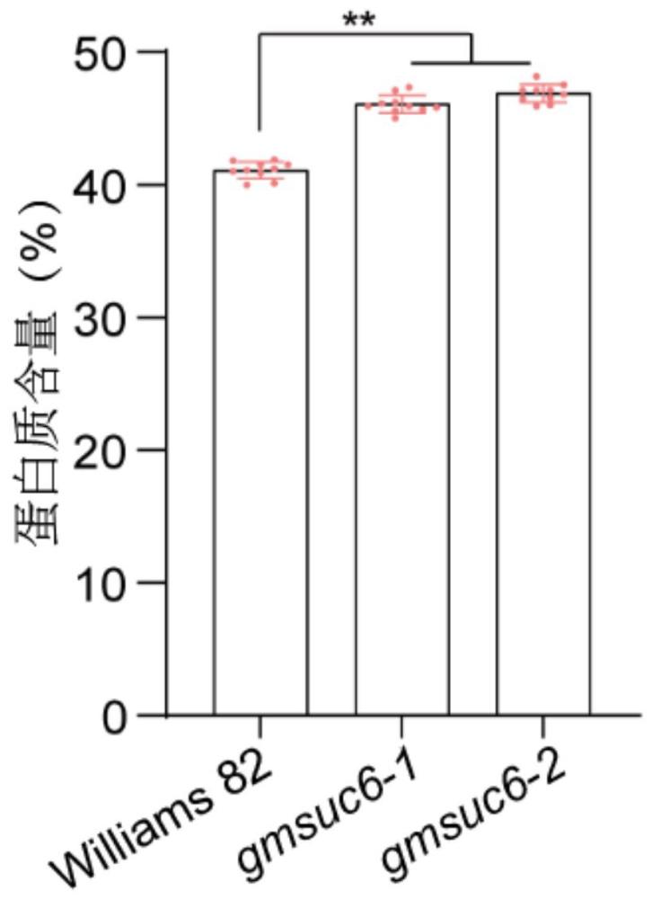 大豆GmSUC6基因及其編碼蛋白在調控大豆種子蛋白質含量中的應用