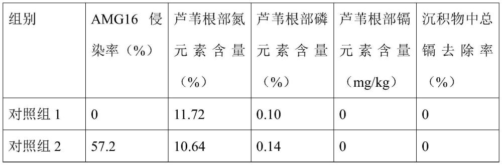 一種利用生物協同修復濕地重金屬污染的方法及其應用