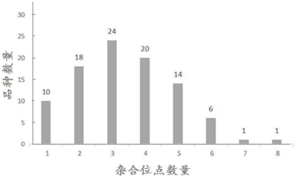 一種胡蘿卜雜交種純度的鑒定方法及其使用的InDel引物組合與流程
