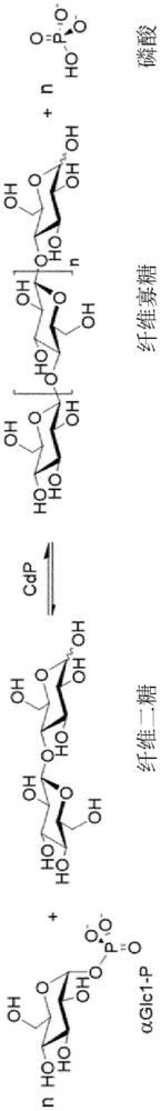 儲(chǔ)存穩(wěn)定的微生物組合物的制作方法