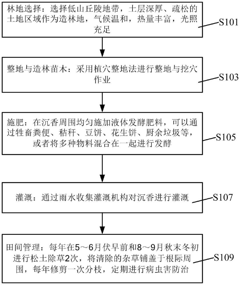一種沉香的栽培種植選育方法與流程