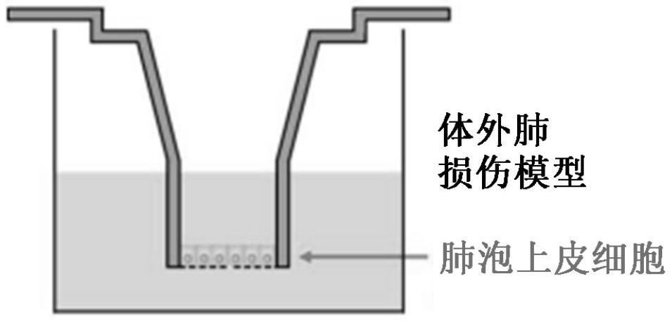 高通量體外肺損傷模型系統的制作方法