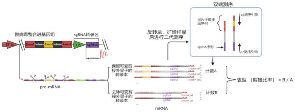一種針對RNA剪接表型的高通量篩選方法
