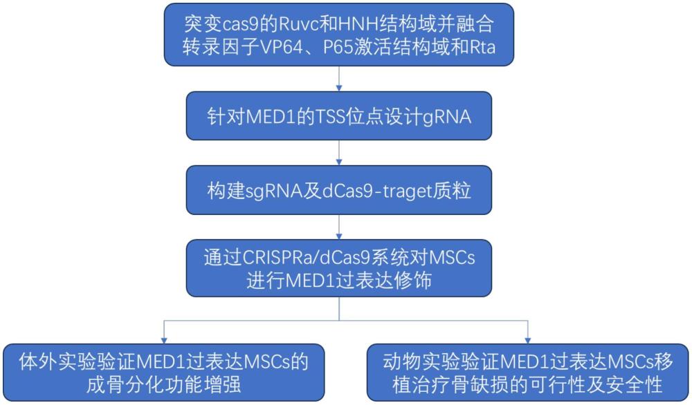 一種過表達MED1的間充質干細胞及其制備方法與應用